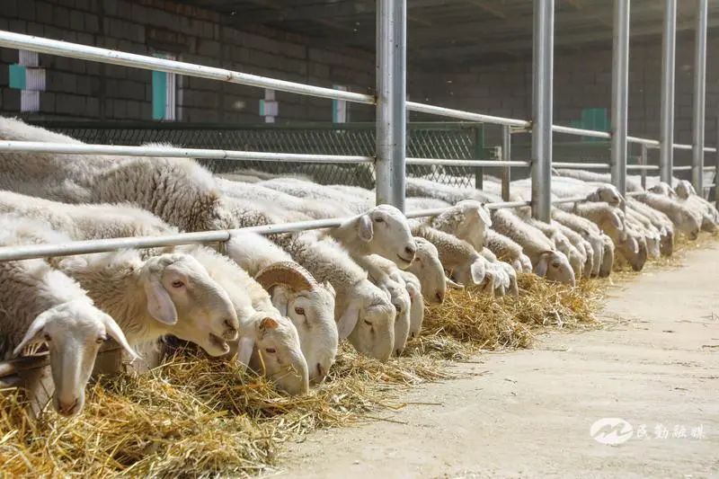 欣海牧業(yè) “牧”歌嘹亮，奏響鄉(xiāng)村振興肉類新篇章