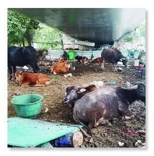 公路新功能？探索路面與圍欄外的畜牧可能