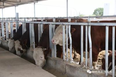 蹄疾步穩(wěn)謀發(fā)展，產(chǎn)業(yè)振興正當(dāng)時(shí)——鄂前旗推進(jìn)農(nóng)牧業(yè)產(chǎn)業(yè)高質(zhì)量發(fā)展綜述