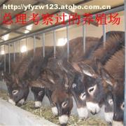 肉?？茖W(xué)飼養(yǎng)管理技術(shù)要點(diǎn)解析