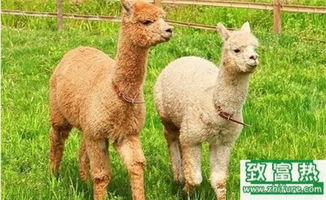 2017年養(yǎng)羊駝賺錢嗎？前景與市場價(jià)格行情深度解析