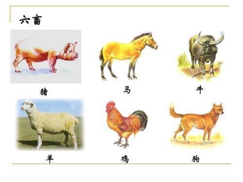 三牲六畜 家禽家畜的傳統(tǒng)文化內(nèi)涵與現(xiàn)代飼養(yǎng)意義