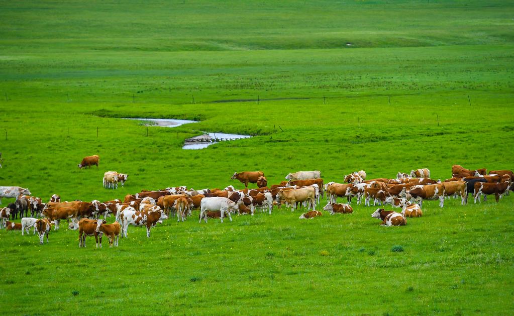 帶薪休牧的內蒙古草原 守護綠色屏障，賦能現(xiàn)代畜牧業(yè)